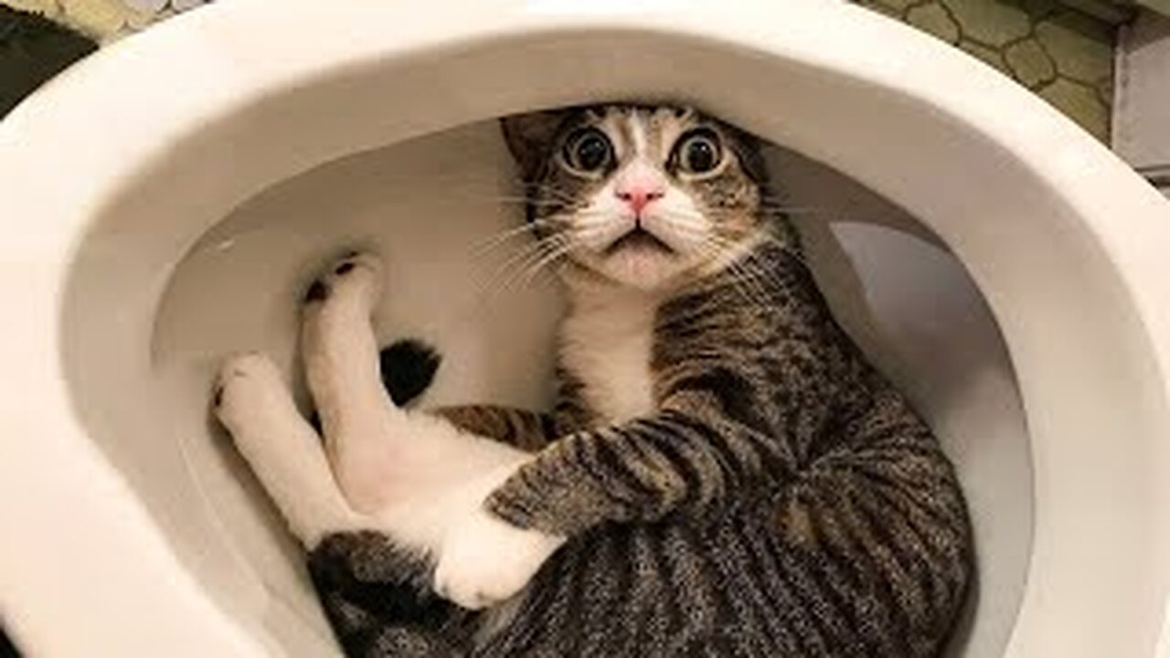Funniest Cats and Dogs πΆπ± | Funny Animal Videos