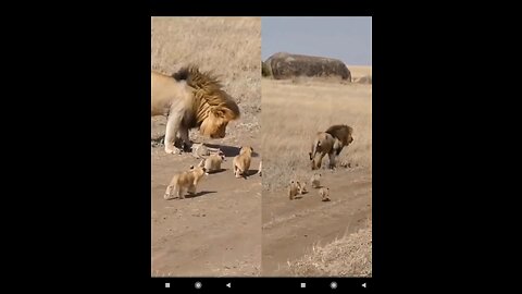 The King And His Cubs