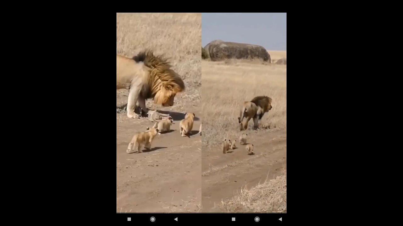 The King And His Cubs