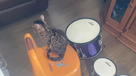 cat wants to play drums with Robin bullock