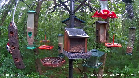 Red-headed woodpecker on PA Bird Feeder 2 - First time visit - 6/14/2022