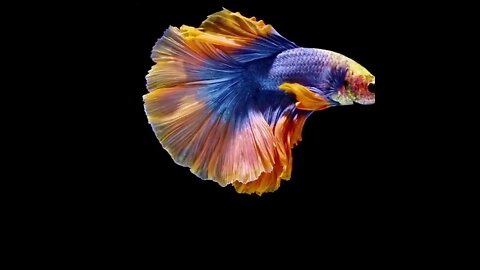 Cupang Betta Fish