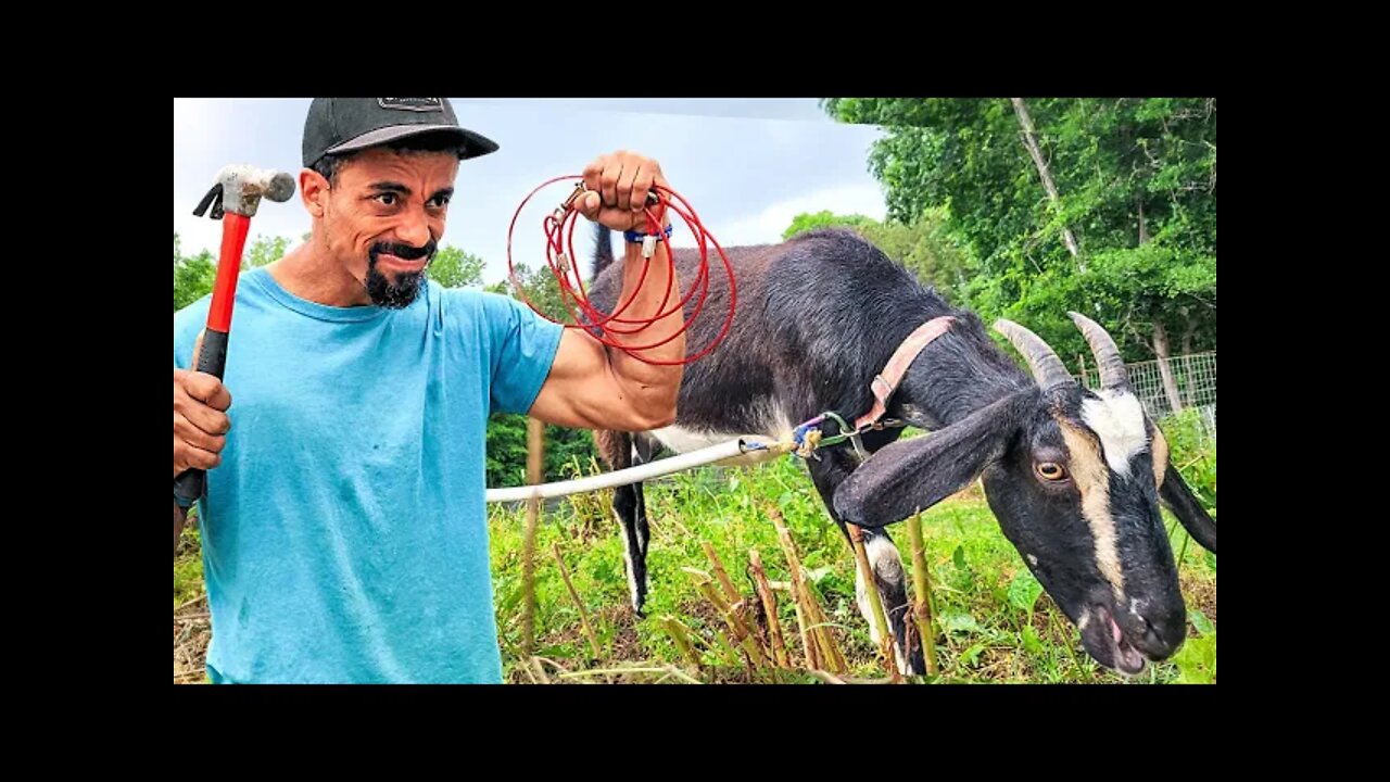 Fixing This PROBLEM | GOAT Stake Out Grazing | Permaculture Homesteading