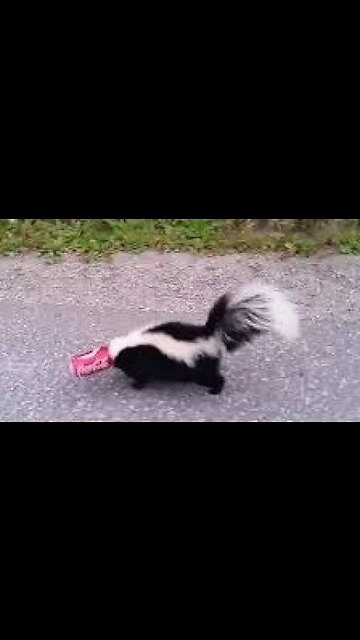 Get that SKUNK! (Loretta Lynn's 2023)