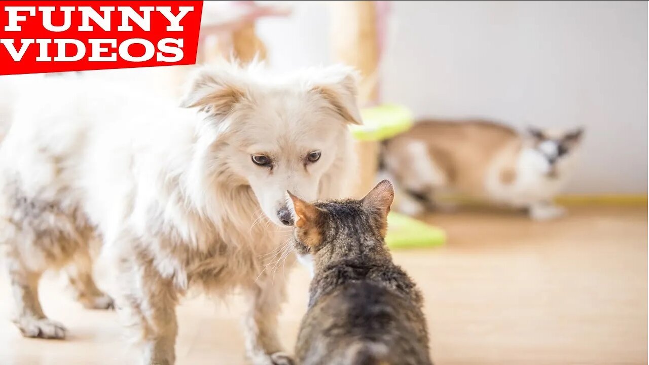 Best Funny Animal Videos of the year (2021), funniest animals ever. relax with cute animals
