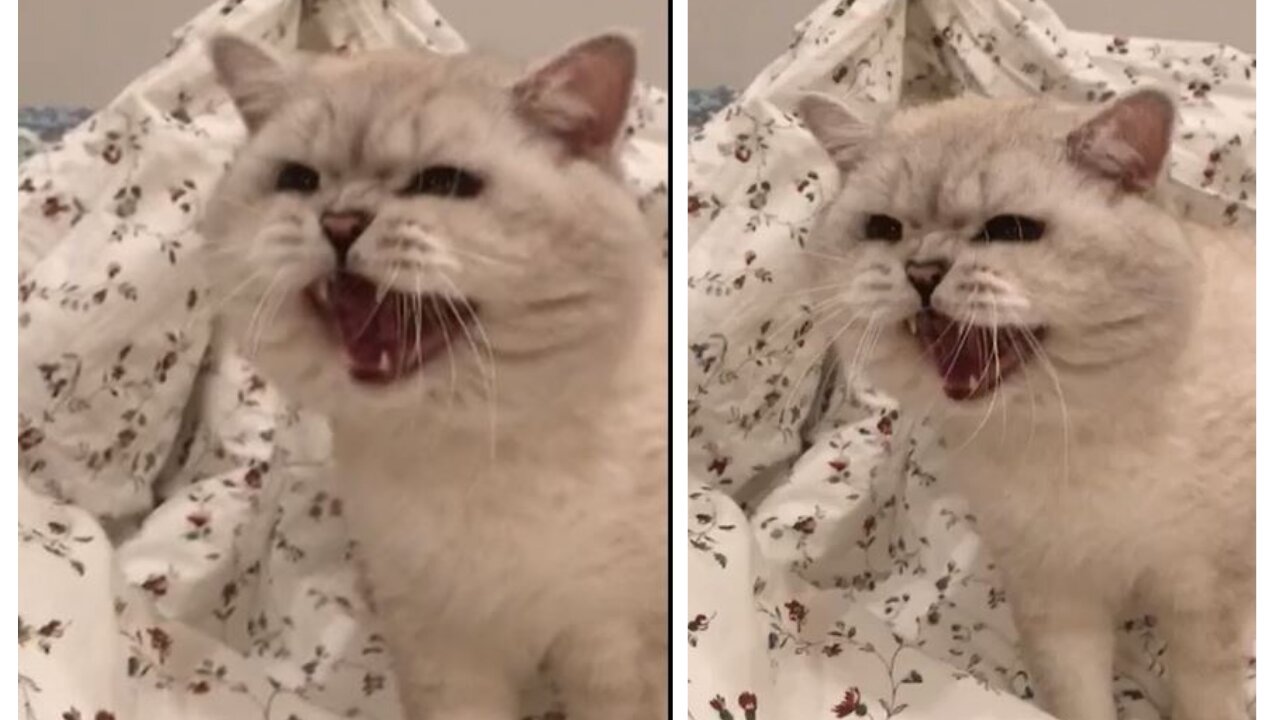 Cat adorably tries to meow while shaking head