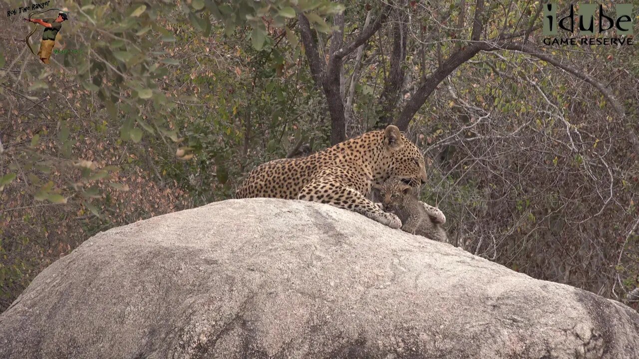 Leopard Family, Part 2