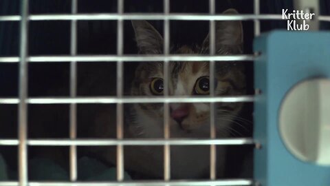 Reason Why Cat Hisses At Her Parents Who Saved Her Life | Kritter Klub