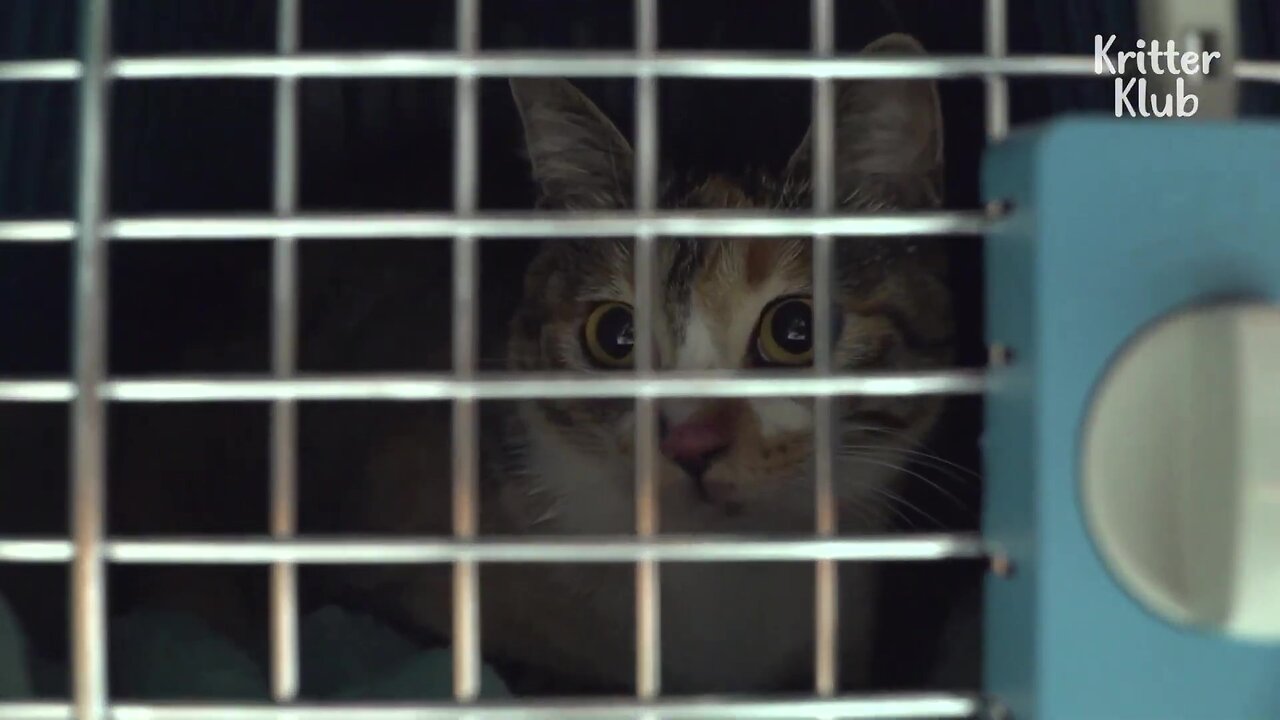 Reason Why Cat Hisses At Her Parents Who Saved Her Life | Kritter Klub
