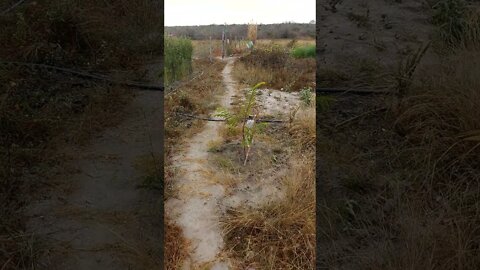 Molhar as plantas agora nesse frio