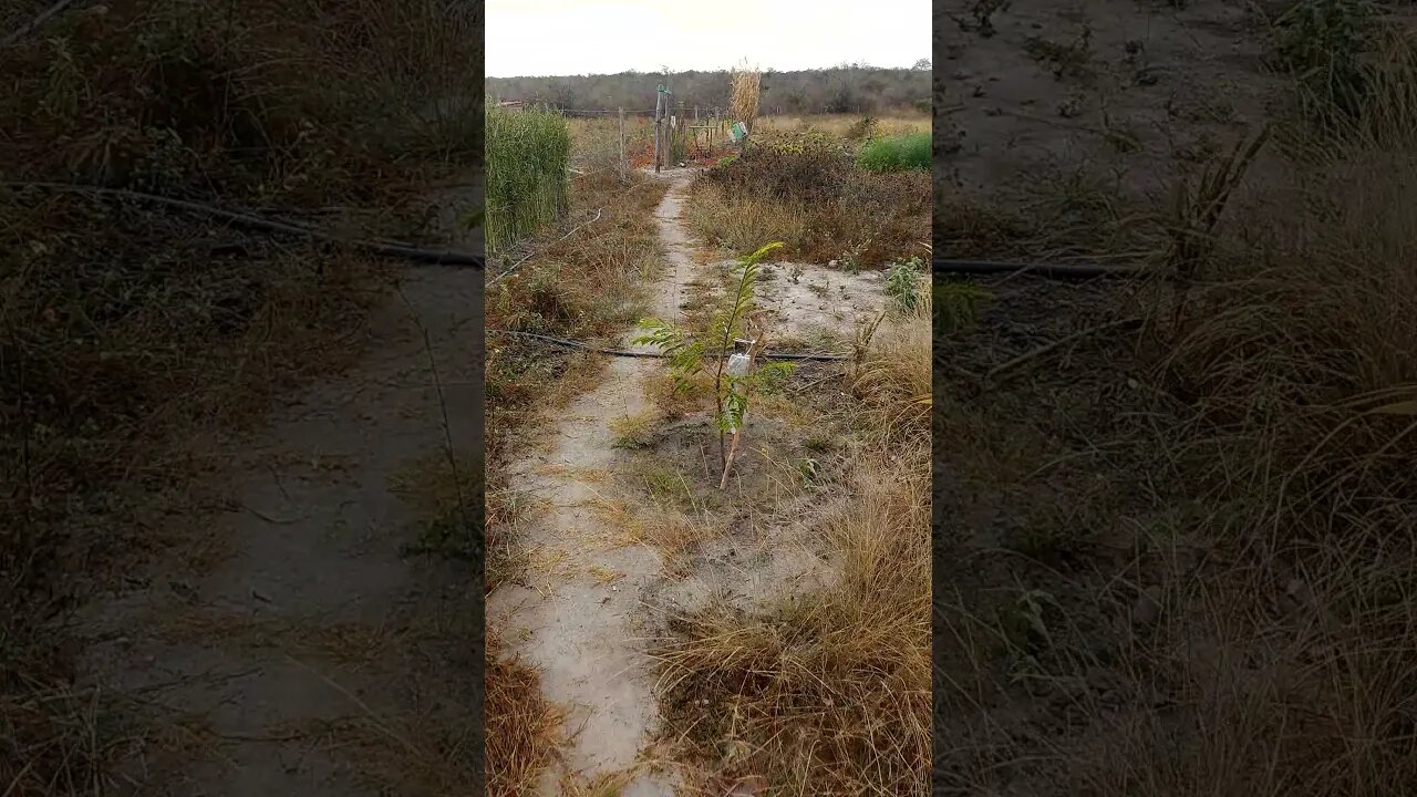 Molhar as plantas agora nesse frio