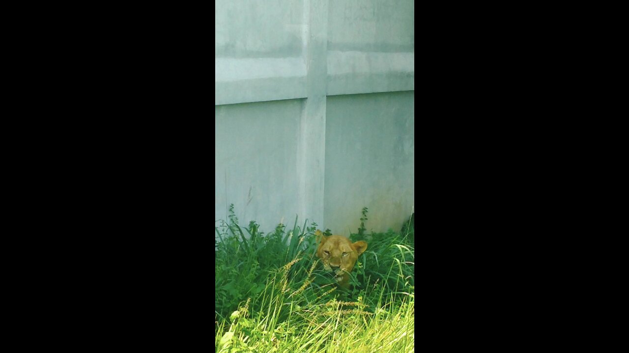 Lion in Safari Park, Dhaka