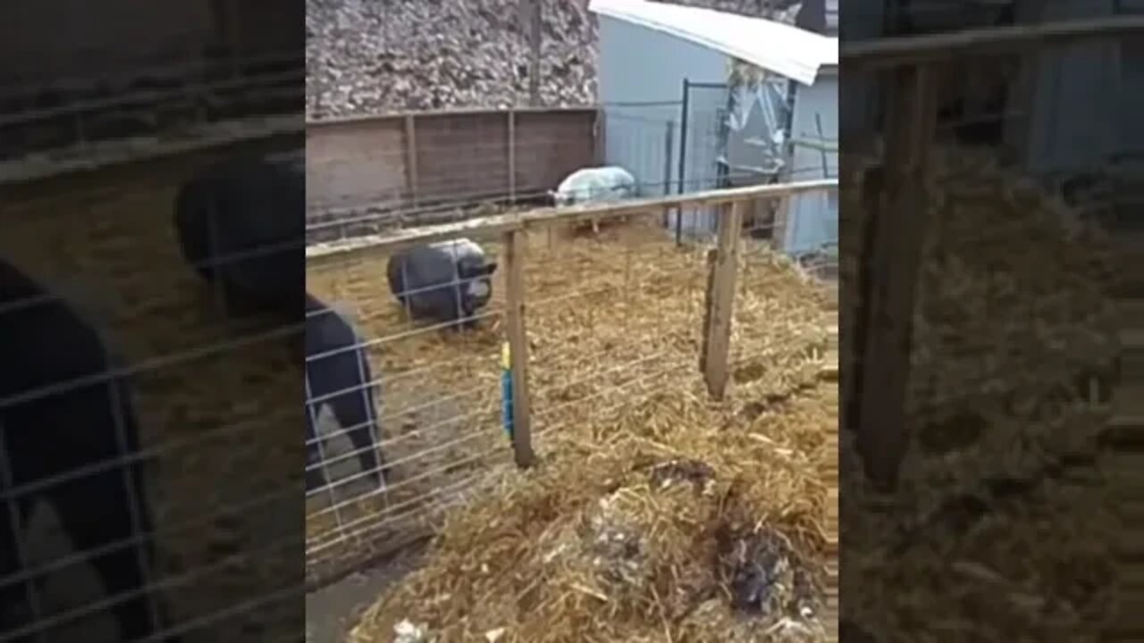 Bear scared by two pigs