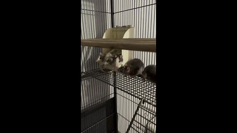 Rat Cuddle Puddle