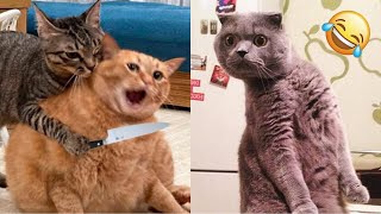 Funniest Animals π Funny Dogs and Cats Videos #2023 πΊπΆ Part 3