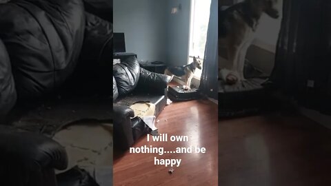 The Great Reset Dog #shorts