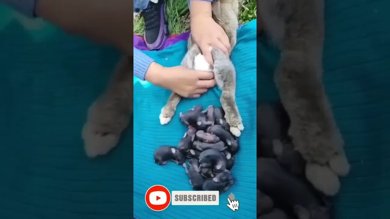 bunny ❣️ giving birth pets shorts720P HD Copy Copy