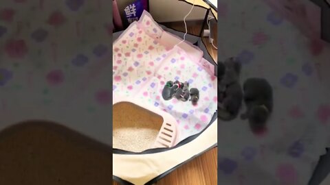 So Cutest Baby Cat sleep mode || Lovely😽😻😴 moments -#shorts #shortsfeed #cutecats