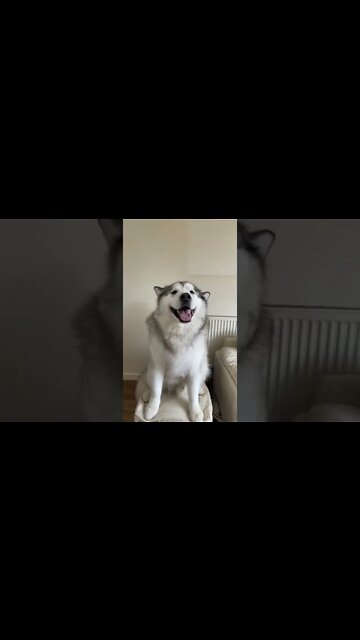 Gotta love those ears and cheeky smile