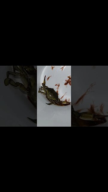 No big blue crabs at Captree tonight!😭