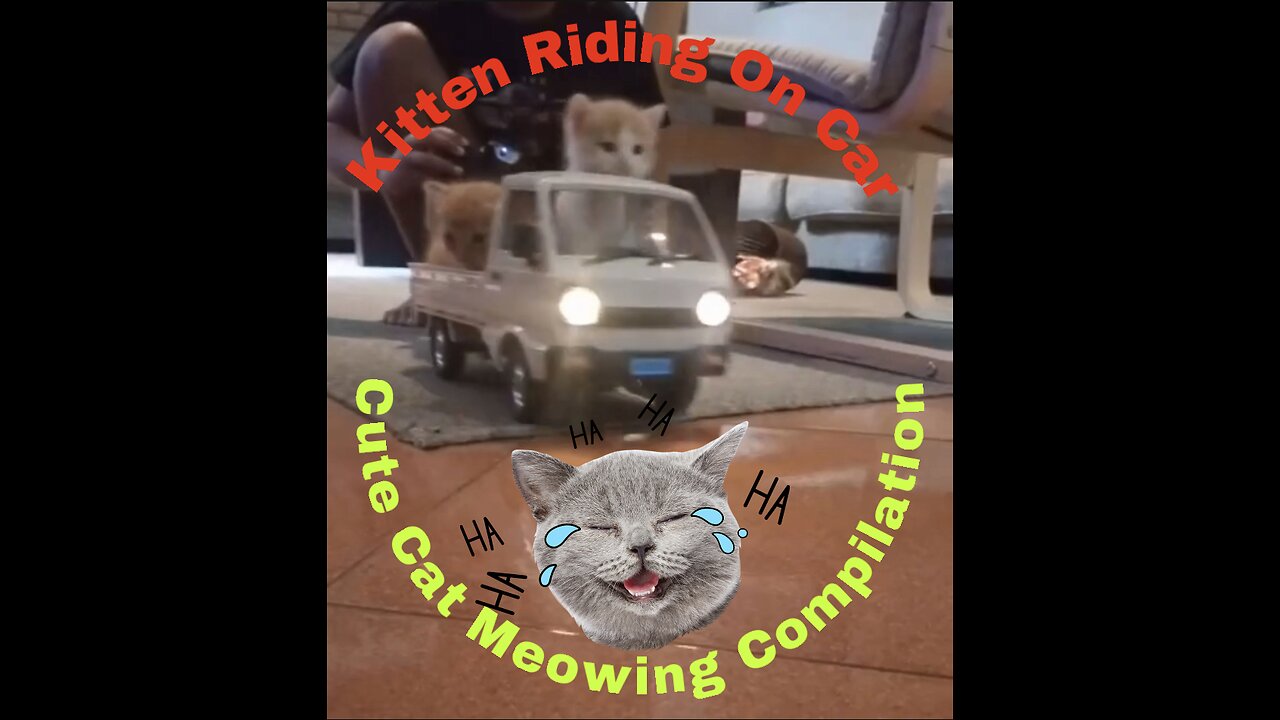 Cute Kittens Meowing Compilation 2023 | Funny Cats Videos