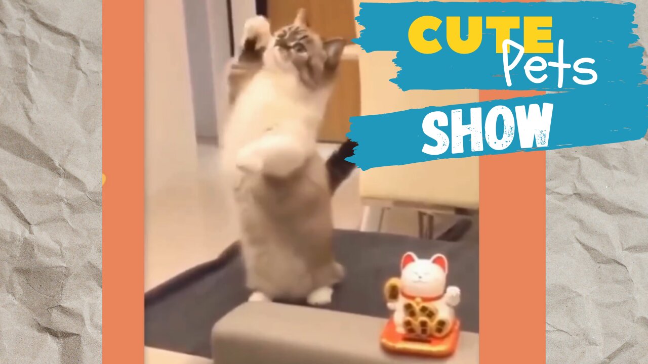 Cute Pets Show - Funny Cats and Dogs Best Memes of 2021