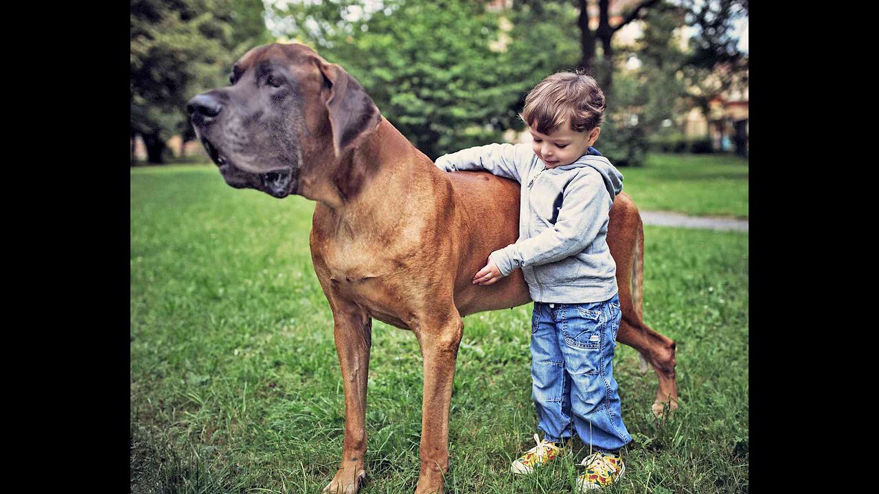 Biggest dogs in the world