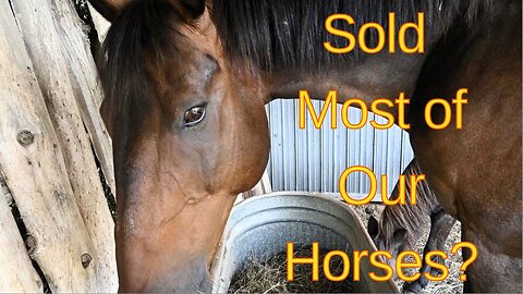 We Sold A Lot Of Our Horses?