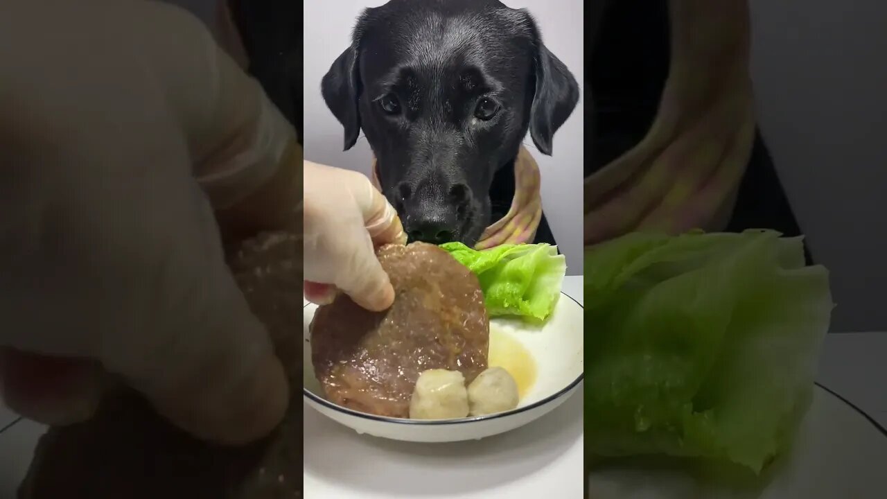 🐾 Today's a Fish Ball Feast! 😋🐶