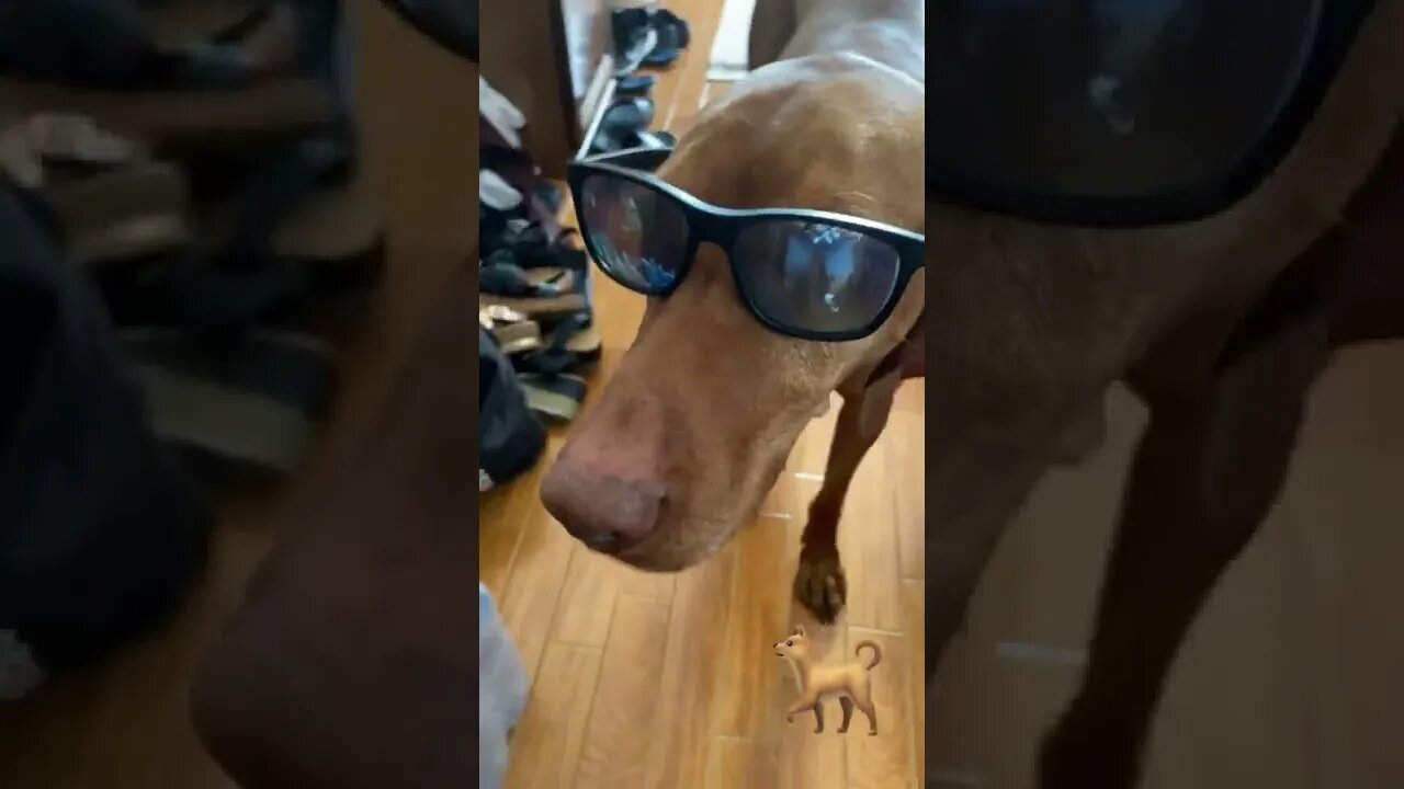BEST 😍FUNNY😍 PET VIDEOS #76- Try Not To Laugh #shorts