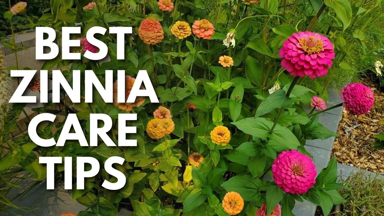Zinnia Lovers: Grow Healthier, More Colorful Flowers with These Zinnia Care Tips ✨