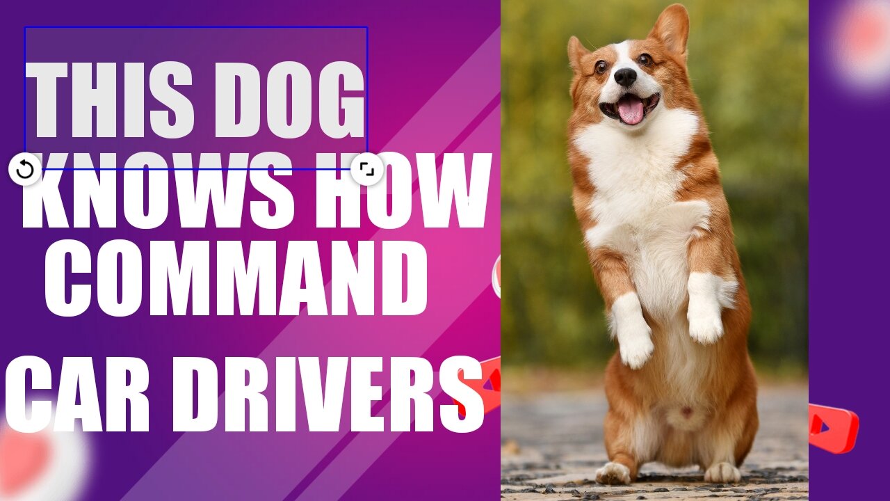 This dog knows how to command drivers to park cars!