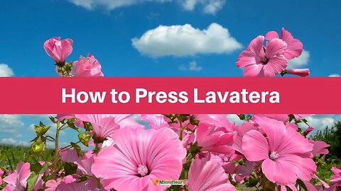 How To Press: Lavatera