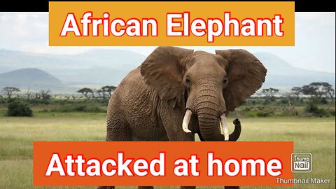 Elephant attack at home