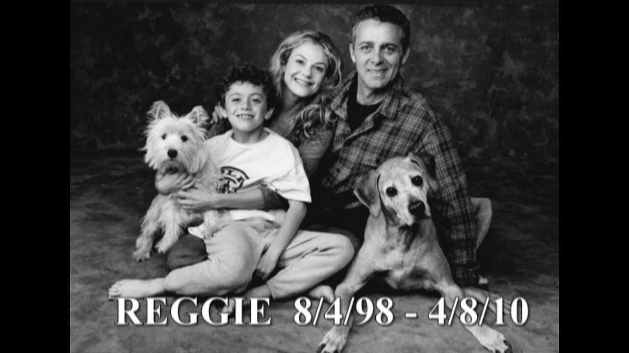 Reggie The Ridgeback Memorial Video