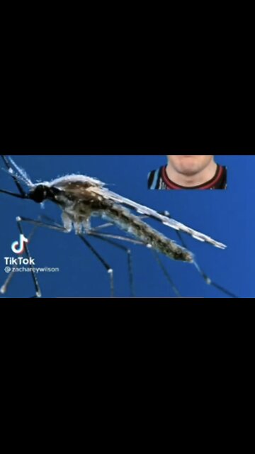 Experimental GMO Mosquitos unleashed in Florida and Texas