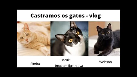 Vlog - Castramos os três gatos de uma vez só 😮