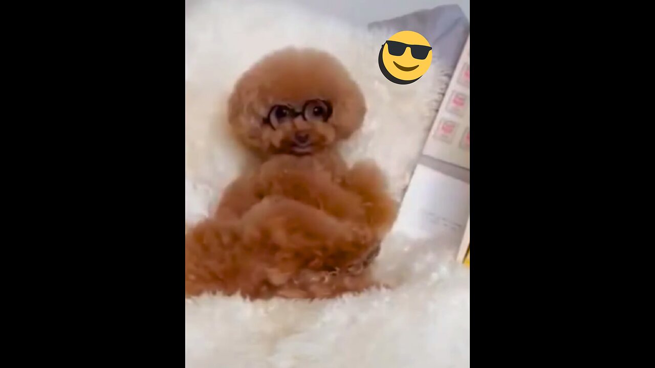 Funny videos of cute animals😂🐶😽🐶🤣🤩