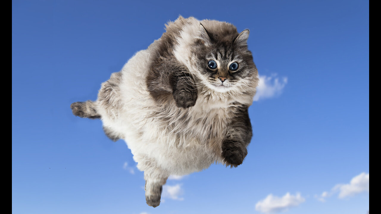 Best Funny Dogs And Cats Videos 😍 Funny Animals Compilation 🤣Best Of The 2021 😁Funny Animal Videos🤣