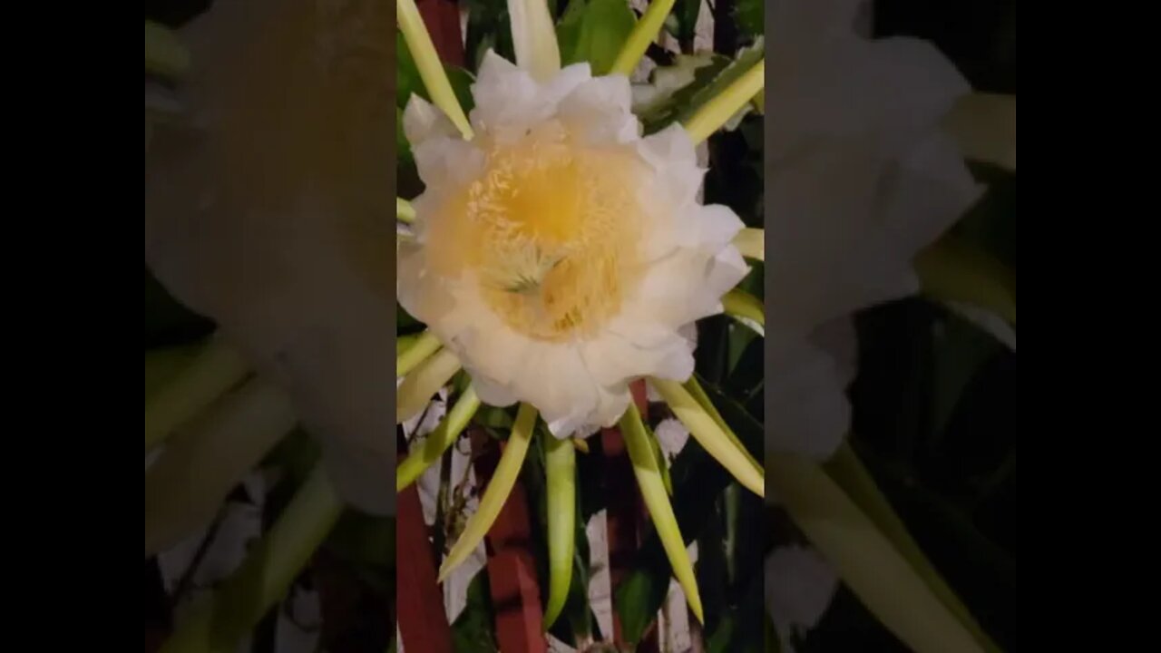 DRAGON FRUIT MANUAL POLLINATION PT. 1.1