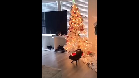 Cats do the funniest Christmas