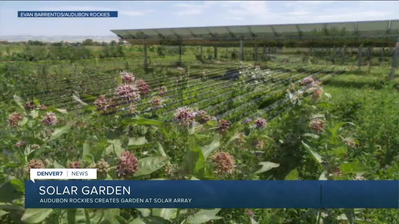 Audubon Rockies adds garden to Jack's Solar Garden in Longmont