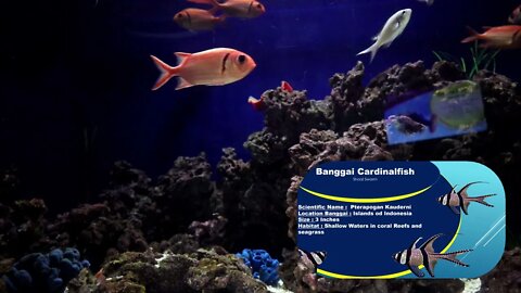 Black Bar SoilderFish