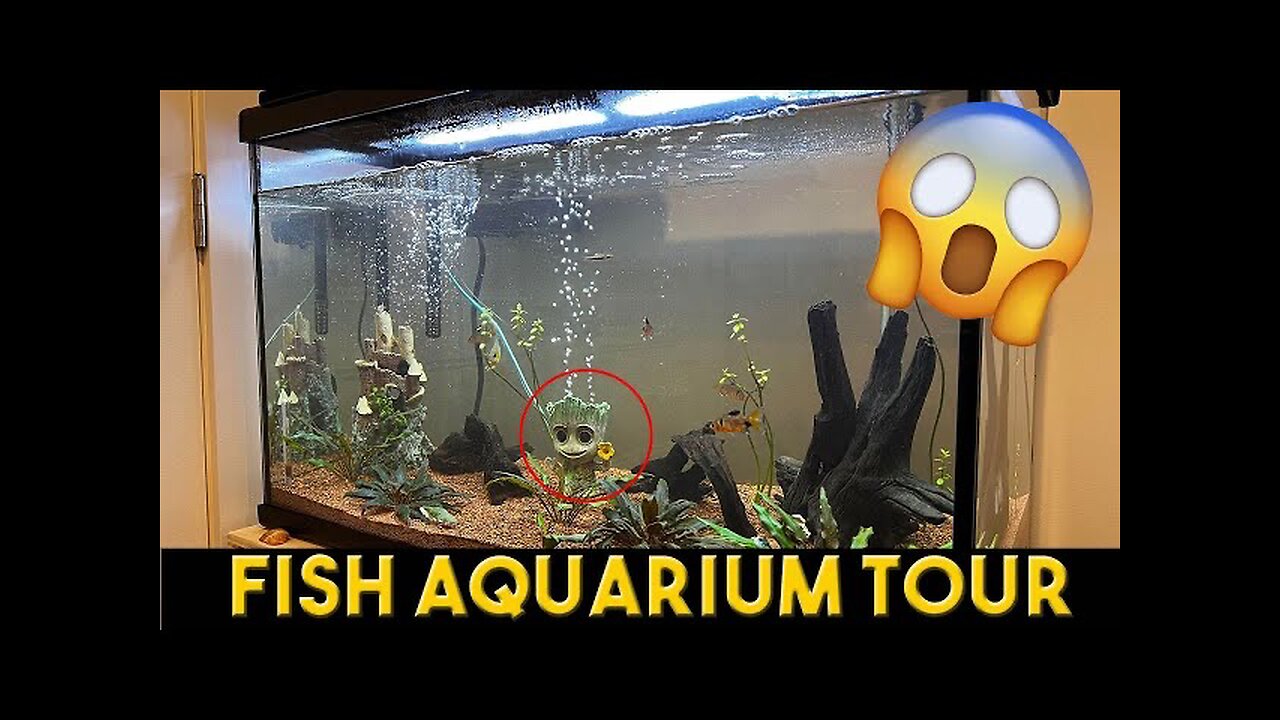 Fish Aquarium Tour !