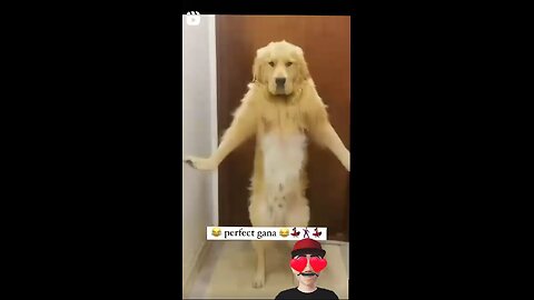 Dog dance