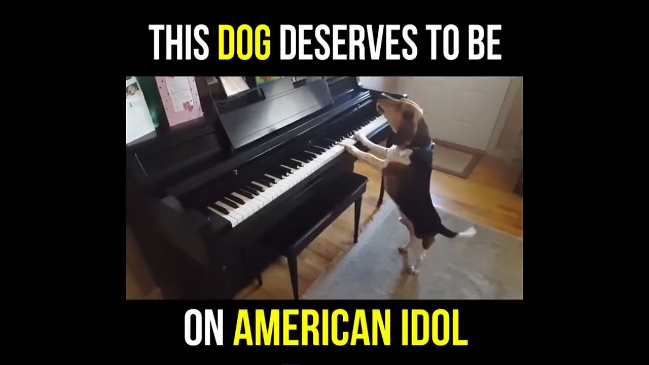 This Dog's Voice On The Piano Will Give You Goosebumps. #Animals04