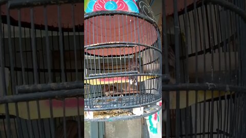 burung tekukur