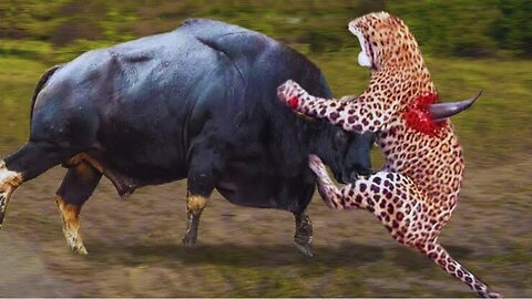 Mother Buffalo Giving Birth To Baby But Hunted By Leopard, Lions - Herd of Buffalo Rush