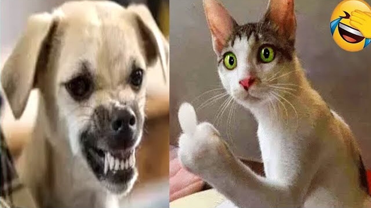 Unbelievable Ways Pets Make Us Laugh Every Day - Funny Animal Videos 😆