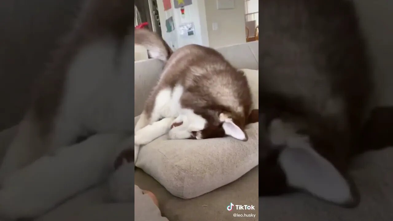 Im Not Allowed To Do ANYTHING tiktok leo husky